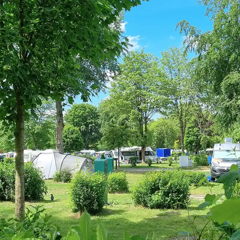 Detailplan runterladen Grüner Campingbereich mit Zelten, Wohnwagen, Hecken und vielen Bäumen im Südsee-Camp