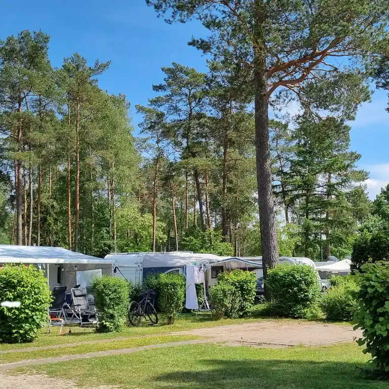 Detailplan runterladen Dicht bewachsener Campingbereich mit Wohnwagen, Vorzelten, Fahrrädern und hohen Kiefern im Südsee-Camp