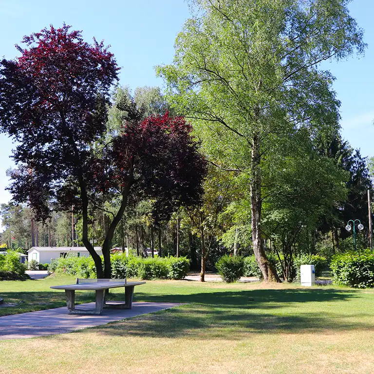 Detailplan runterladen Sitzbank mit Tisch im Schatten eines Baums auf einer gepflegten Grünfläche im Südsee-Camp