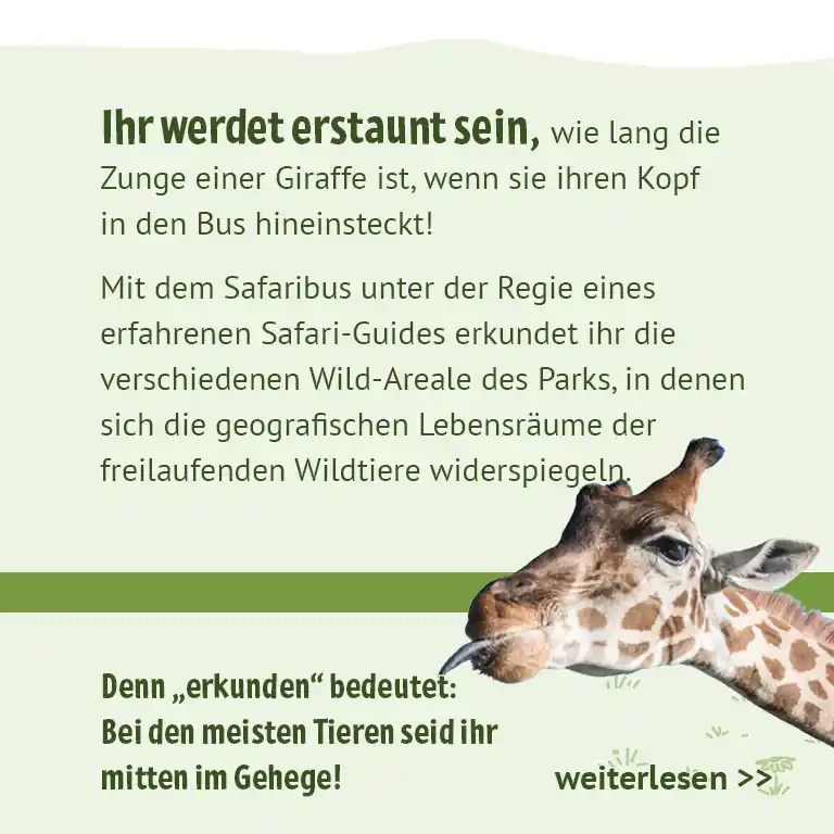 Textinformation über Safari-Tour im Serengeti-Park mit Erlebnis im Safaribus und Giraffe im Bildausschnitt, die neugierig ihren Kopf zeigt