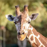 Serengeti Park Serengeti Park