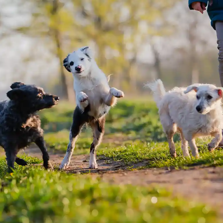 Mehr erfahren drei Hunde spielen auf einer Wiese