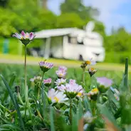 1. Mai Gänseblümchen vor Wohnmobil