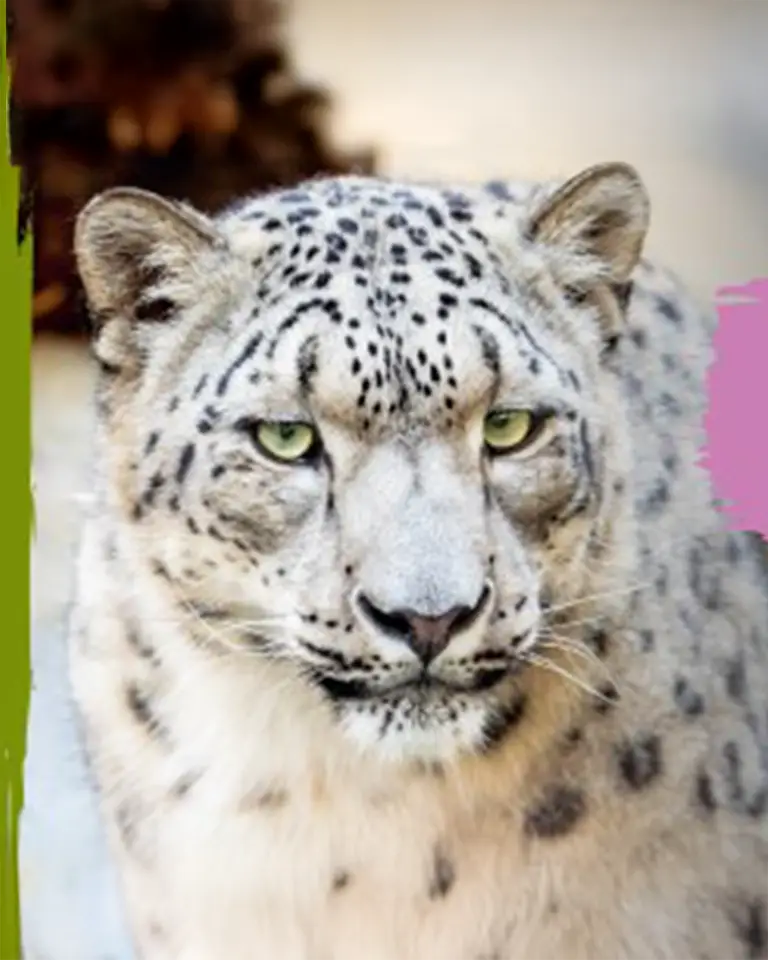 zum Wildpark Ein Schneeleopard blickt aufmerksam in die Kamera, seine grünen Augen stechen hervor. Dieses faszinierende Wildtier kann im nahegelegenen Wildpark Lüneburger Heide entdeckt werden, einem beliebten Ausflugsziel für Familien vom Südsee-Camp.