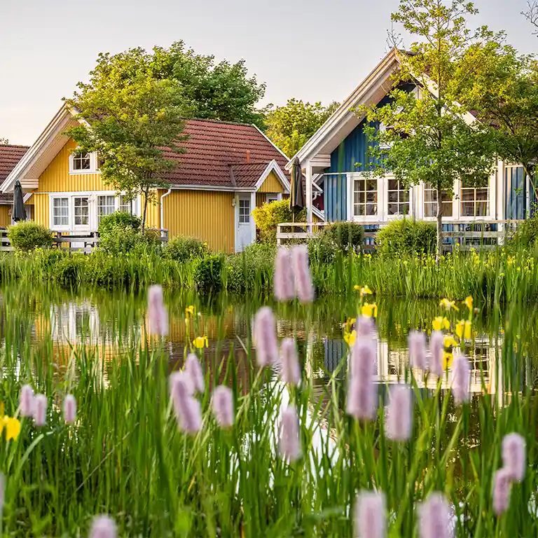 Urlaub im Sommarbÿ-Ferienhaus im Südsee-Camp Blühendes Biotop mit Schilf und Blumen im Vordergrund, dahinter bunte skandinavische Ferienhäuser im Südsee-Camp, spiegeln sich im Wasser – sommerliche Idylle in der Natur.