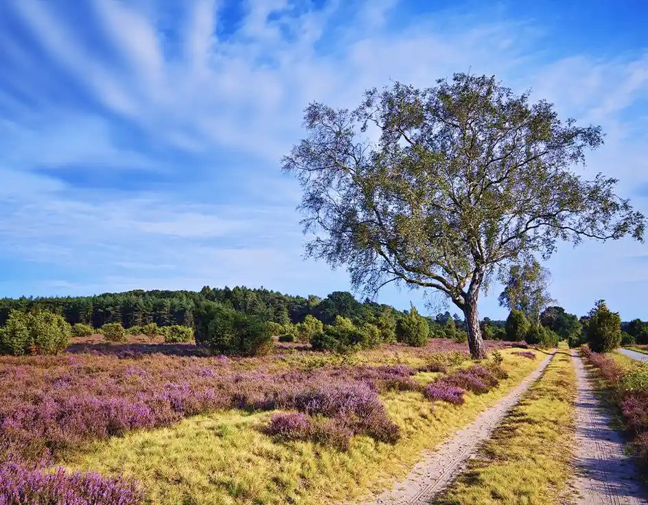 Tips and excursion destinations in the surrounding area Blooming heathland in the Lüneburg Heath with sandy path and solitary tree – a scenic nature experience for families near Südsee-Camp.