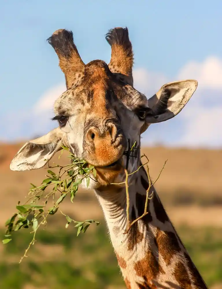 to the animal & leisure park Close-up of a giraffe eating leaves – safari adventure at Serengeti Park Hodenhagen, perfect for families with children.